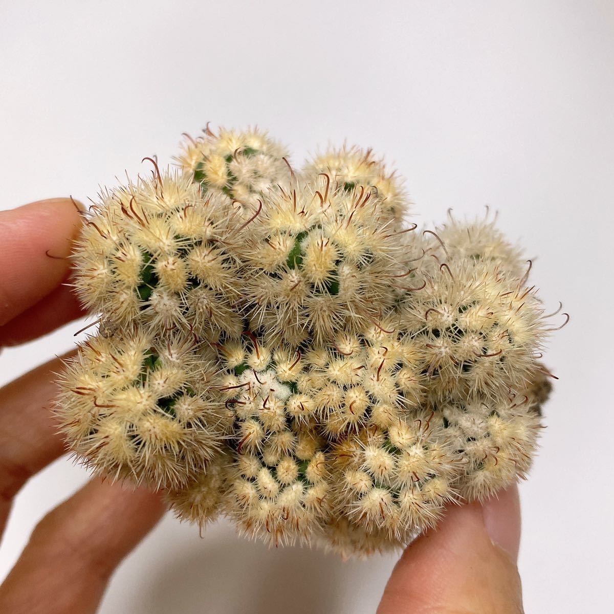 アリゾナスノー ！多肉植物 サボテン マミラリア グラシリス 明日香姫 実生　Mammillaria vetula ssp.gracilis 'Arizona Snowcap'_画像5