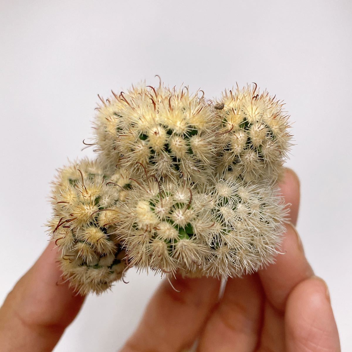 アリゾナスノー ！多肉植物 サボテン マミラリア グラシリス 明日香姫 実生　Mammillaria vetula ssp.gracilis 'Arizona Snowcap'_画像4