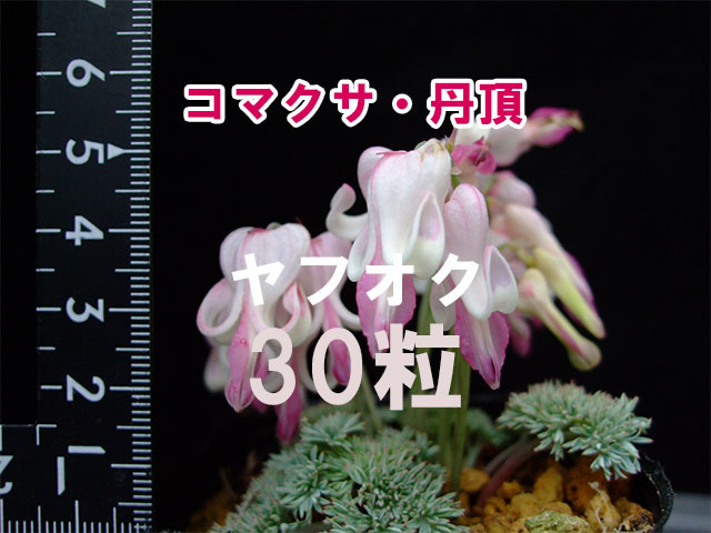 コマクサ 丹頂 種子 30粒 山野草 高山植物の画像1