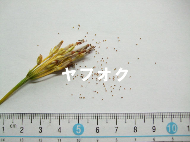 ネムロコザクラ(ユキワリコザクラ) 種子 40粒 北海道根室産 北海道固有種 高山植物 山野草_画像3