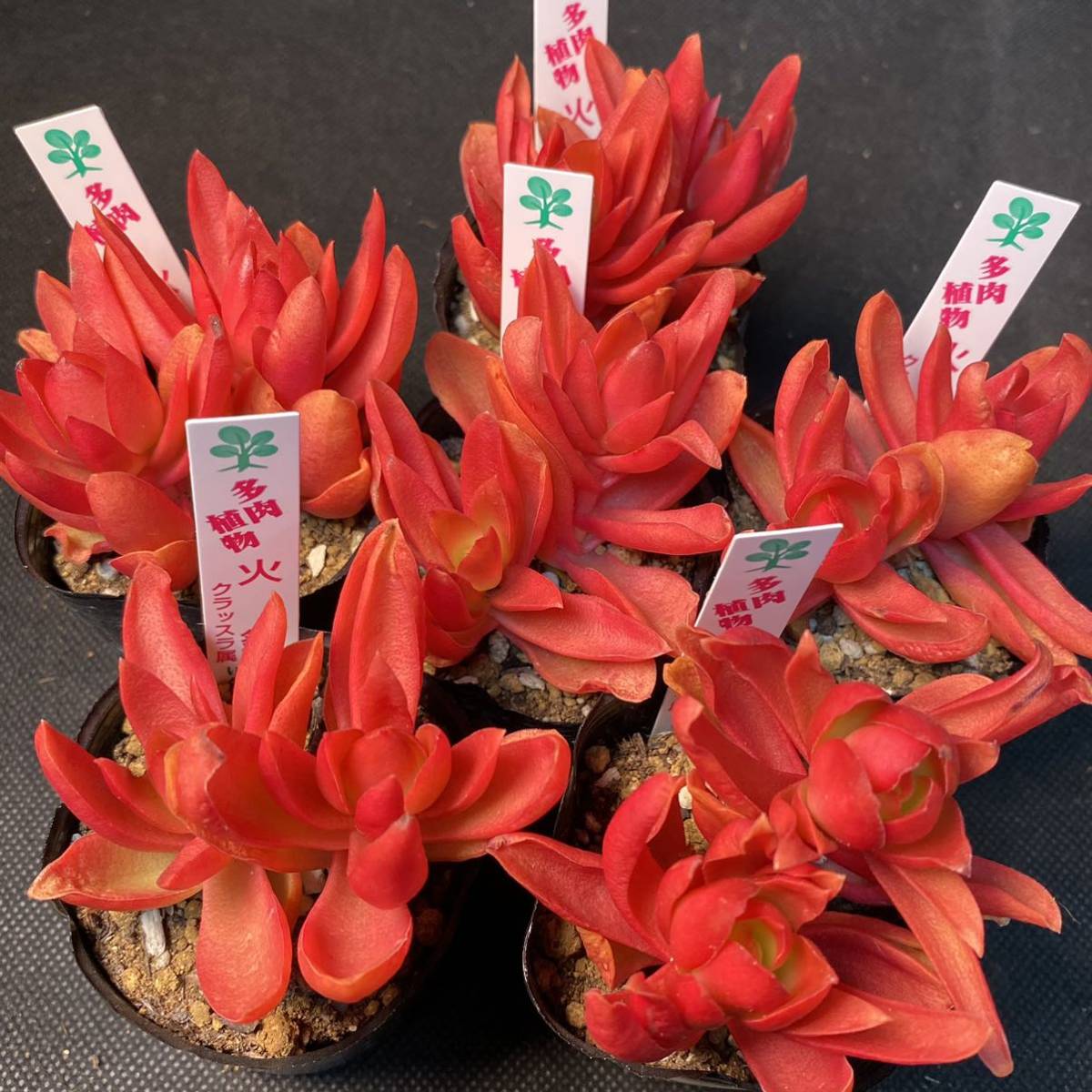 ○AA133 火祭 セダム　多肉植物　エケベリア_画像1