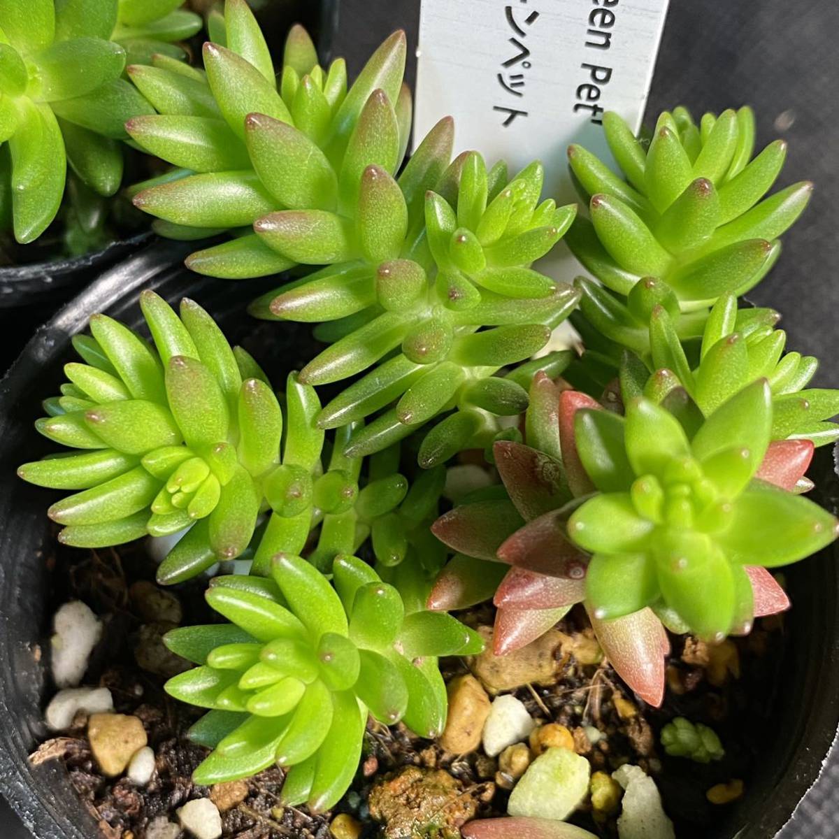 ○AA253　セダム　グリーンペット　多肉植物　エケベリア_画像2