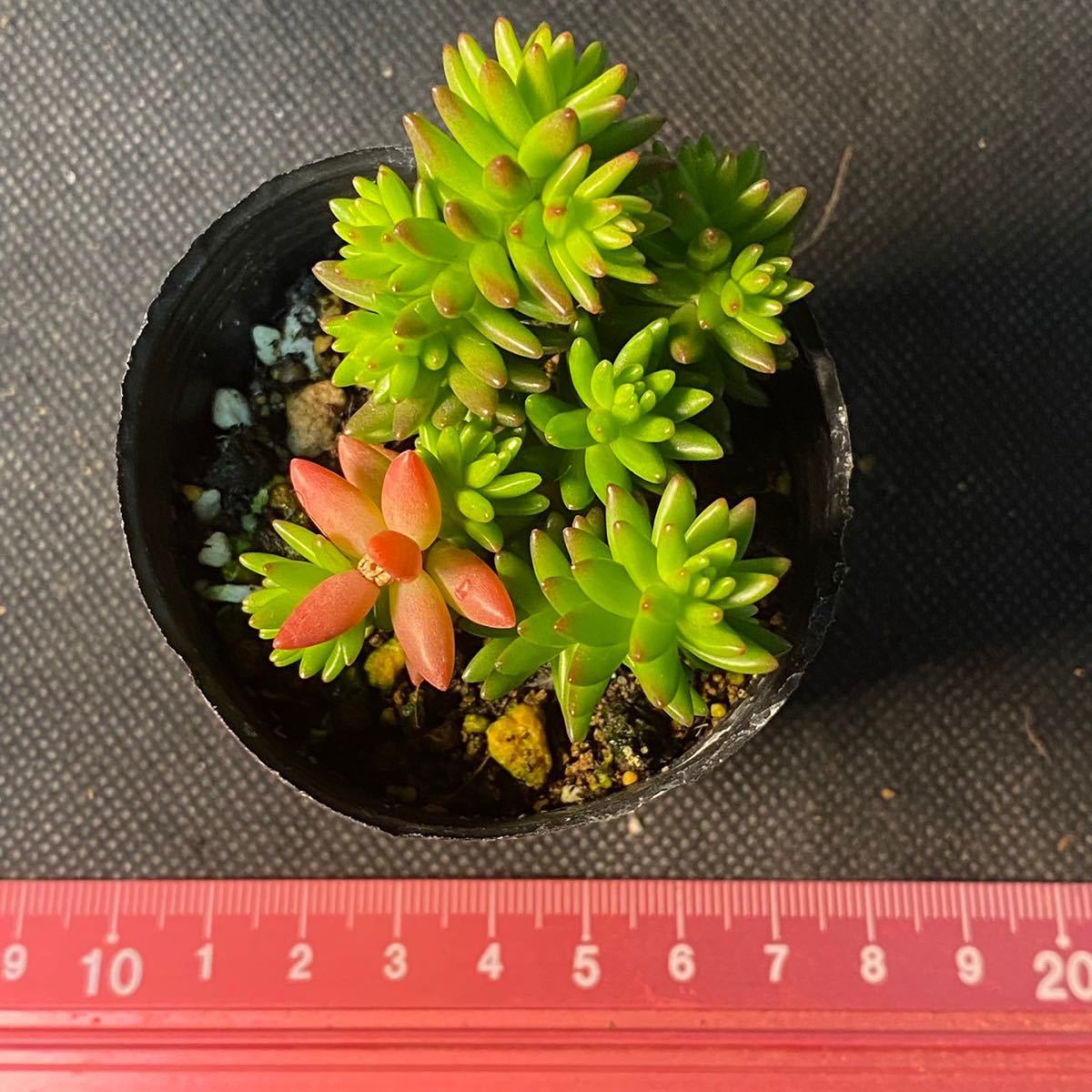 ○AA219　セダム　グリーンペット　多肉植物　エケベリア_画像3