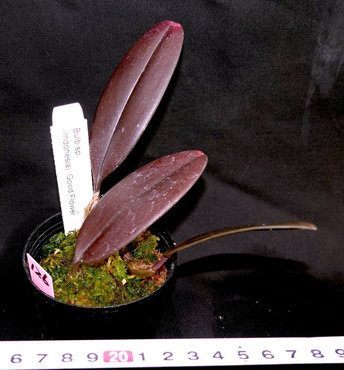 洋蘭原種 (126) Bulb. sp (Indonesia) Red leaves バルボフィラム sp レッドリーフ_今回出品の株です。