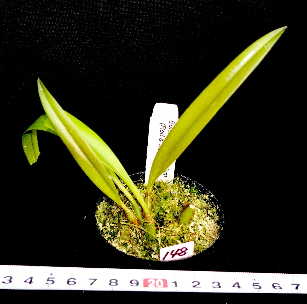 洋蘭原種 (148) 希少種　Bulb. membranifolium var. Red & Stripe バルボフィラム　メンブラニフォリューム　レッド＆ストライプ_今回出品の株です。
