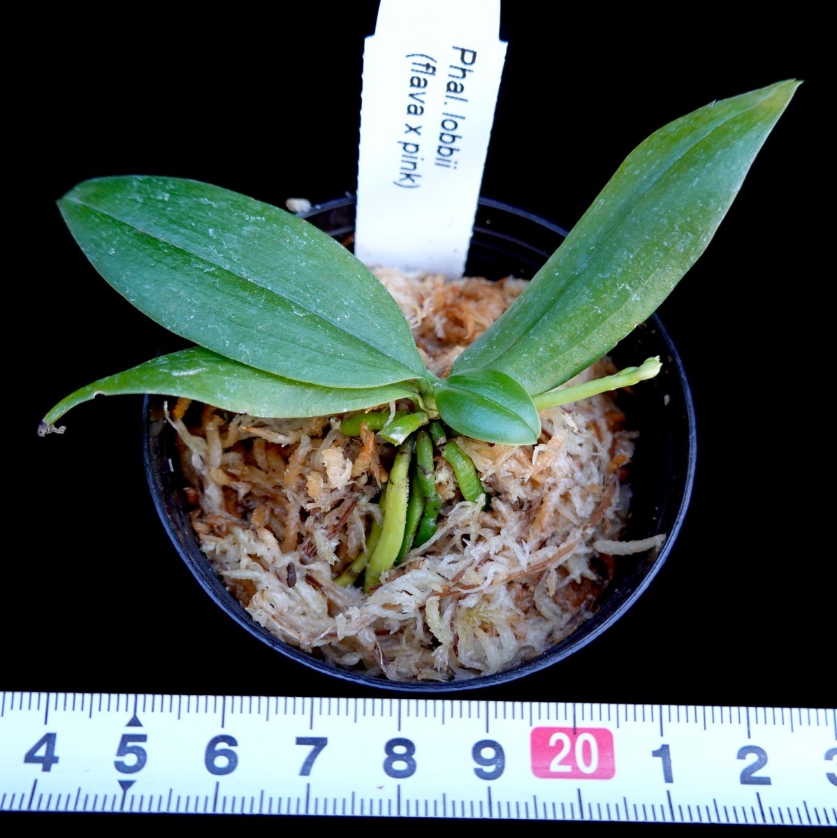 洋蘭原種 (139) 花芽付き 待望の再入荷 Phal. lobii (flava x Pink) ファレノプシス ロビー (フラバ　x ピンク）_今回出品の株です。