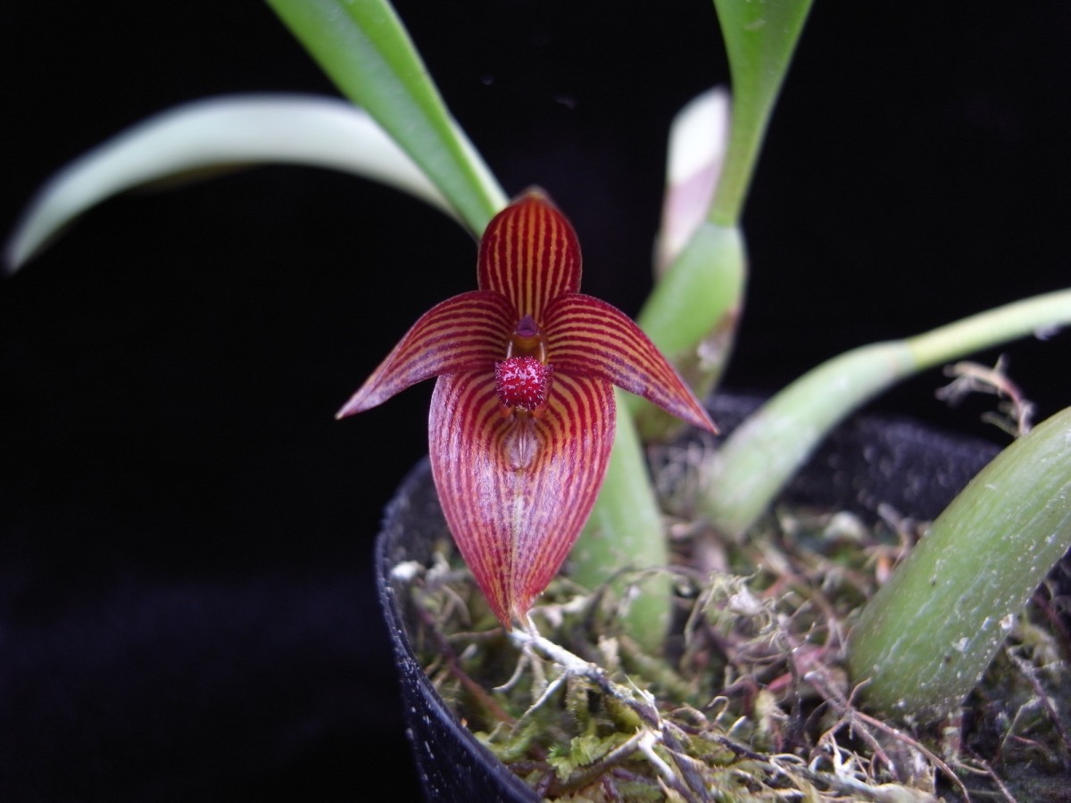 洋蘭原種 (148) 希少種　Bulb. membranifolium var. Red & Stripe バルボフィラム　メンブラニフォリューム　レッド＆ストライプ_参考開花例です。