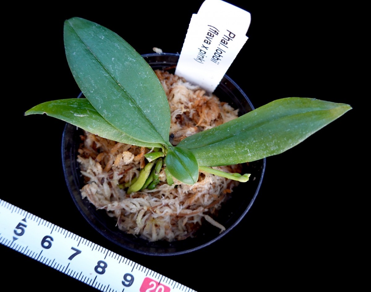 洋蘭原種 (139) 花芽付き 待望の再入荷 Phal. lobii (flava x Pink) ファレノプシス ロビー (フラバ　x ピンク）_今回出品の株です。