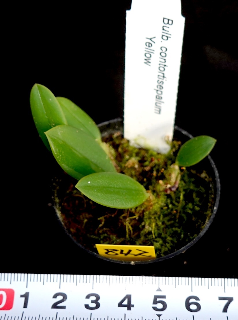 洋蘭原種 (842) Bulb. contortisepalum Yellow バルボフィラム　コントーティセパラム　イエロー_今回出品の株です。