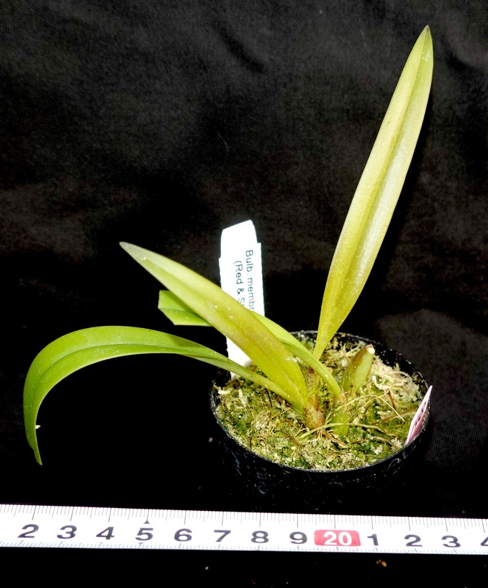 洋蘭原種 (148) 希少種　Bulb. membranifolium var. Red & Stripe バルボフィラム　メンブラニフォリューム　レッド＆ストライプ_今回出品の株です。