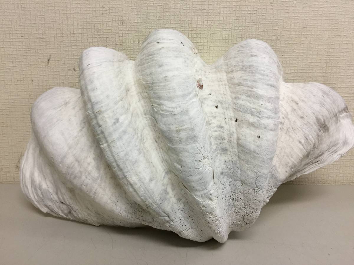 シャコガイ　シャコ貝　貝殻　インテリア　置物　横約46.8cm　重さ9.22kg　　　　Z_画像1