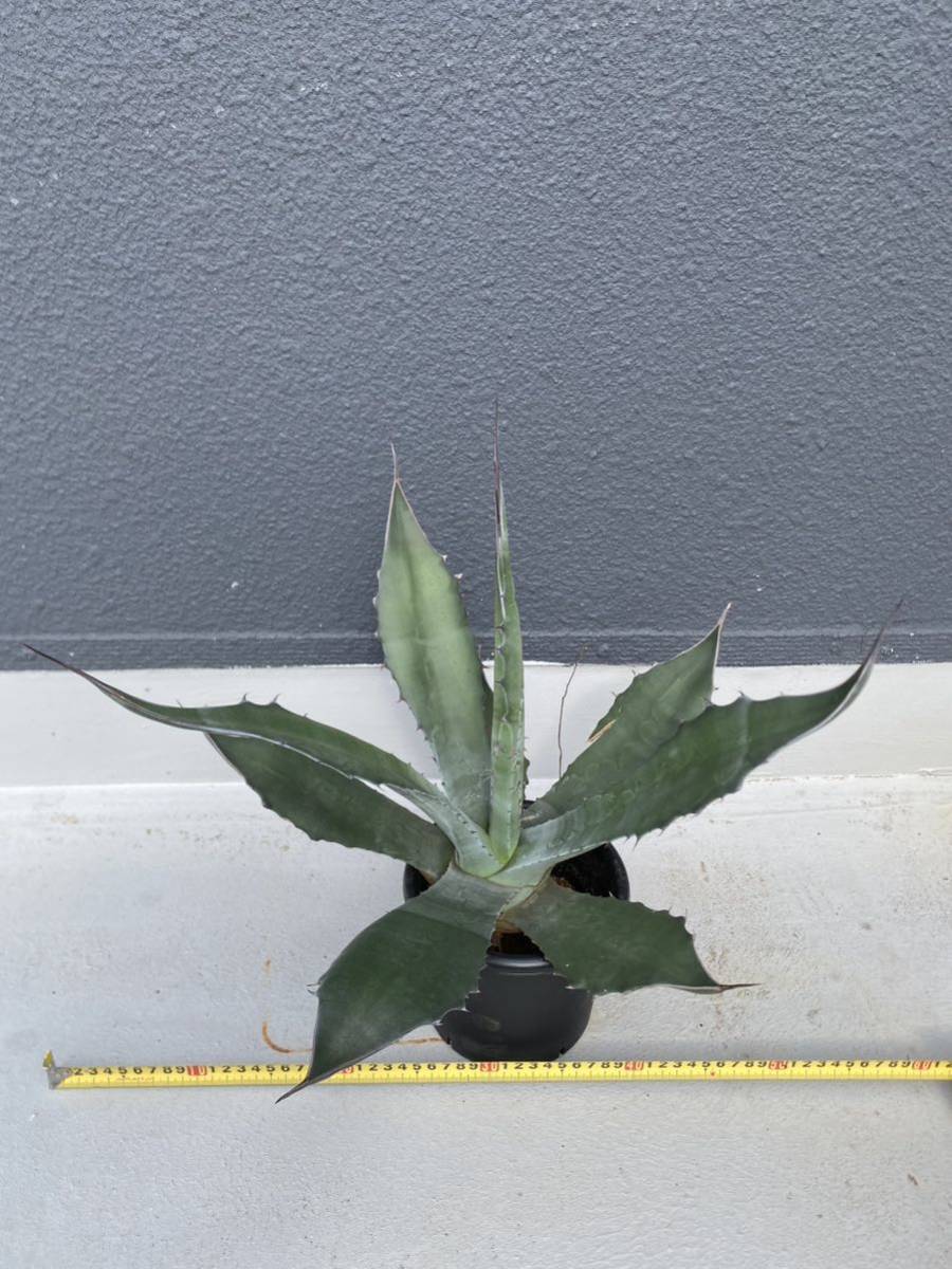 AGAVE 耐寒性アガベ中株　サルミアナフェロックス、Agave salmiana var.ferox アメリカーナ、パリー、コロラータ、マピサガ、シュリベイ_画像1