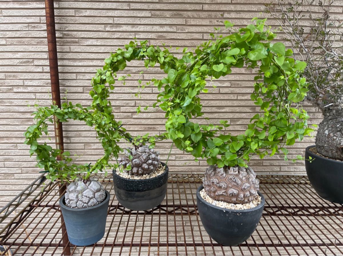 Dioscorea elephantipes ディオスコレア エレファンティペス 亀甲竜　良型バキバキ　コレクション株　塊根植物 コーデックス グラキリス_画像9