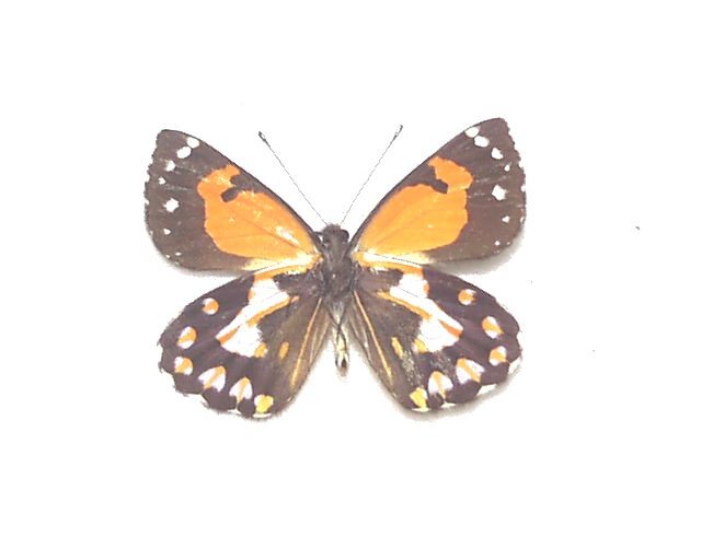 外国産蝶標本　ハルストロミィカザリシロ A-♂　PNG 産_画像3