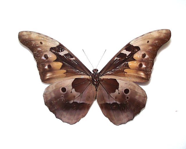 外国産蝶標本　カキカモルフォ　A-♂　ペルー 産_画像3