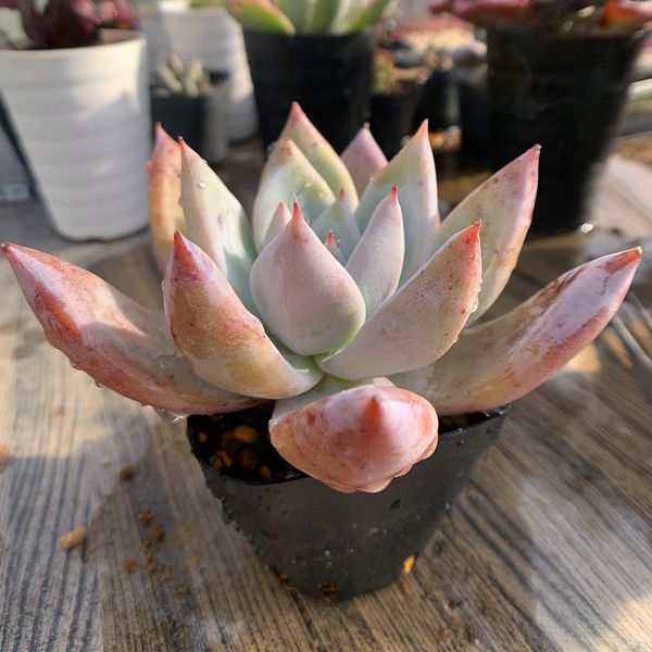 即決価格★当店農園生産 ★多肉植物　エケベリア属★メキシカンジャイアント（大） Echeveria 'Mexican Giant'抜き苗★多肉専門VERVE_画像3