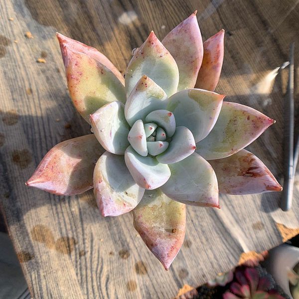 即決価格★当店農園生産 ★多肉植物　エケベリア属★メキシカンジャイアント（大） Echeveria 'Mexican Giant'抜き苗★多肉専門VERVE_画像2