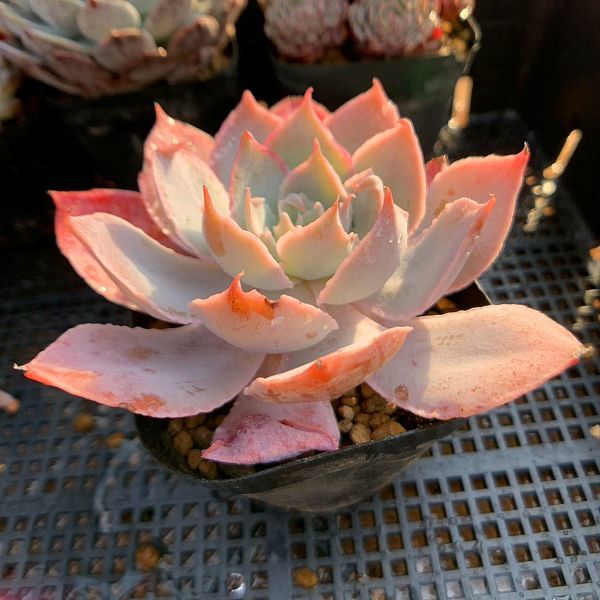 即決価格★農園直売 多肉植物 寄せ植え エケベリア属　Echeveria 'Pinky' ピンキー(単)　美苗　 観葉植物 インテリア　多肉専門VERVE_画像3