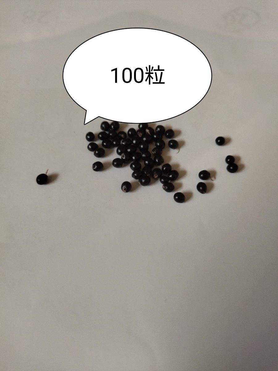 山椒の種100粒_画像1