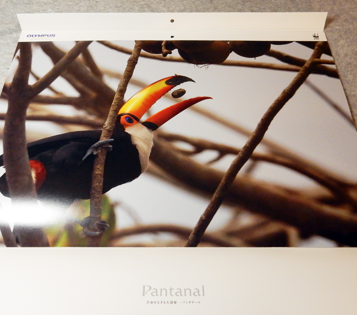 2018年 オリンパス OLYMPUS カレンダー 生命みなぎる大湿原■パンタナール Pantanal ブラジル■野生動物写真の第一人者 岩合光昭 撮影