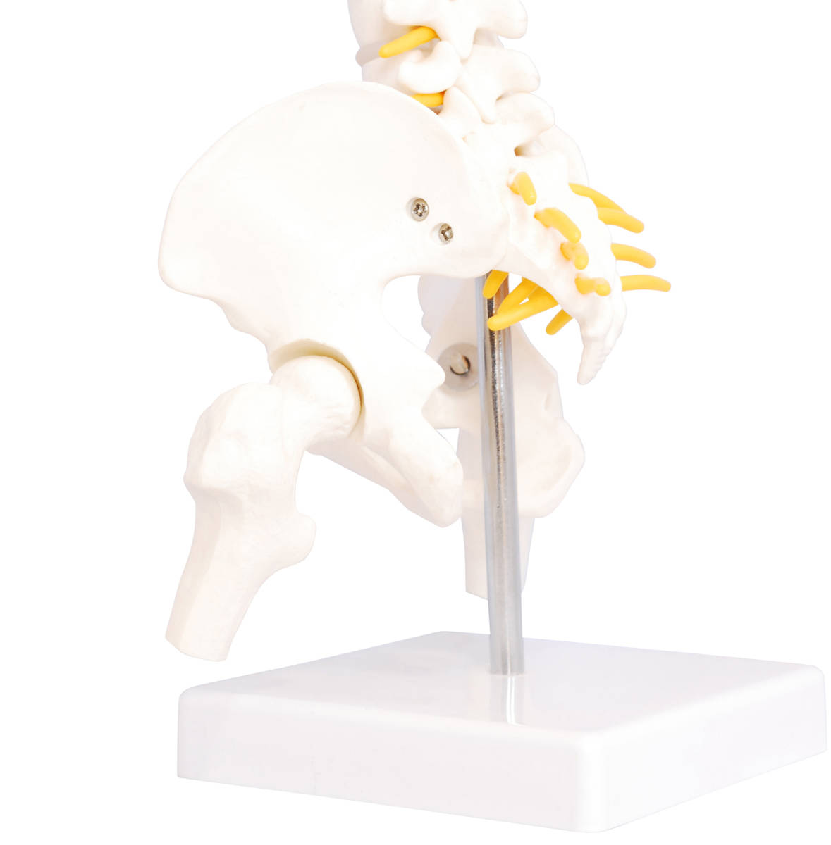 人体模型 脊椎骨盤模型 脊柱 脊髄 背骨 腰椎 模型 股関節 1/2 モデル (股関節 あり)_画像7