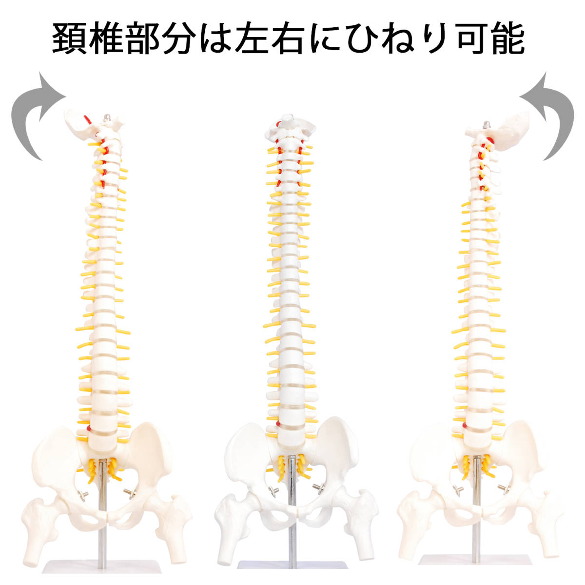 人体模型 脊椎骨盤模型 脊柱 脊髄 背骨 腰椎 模型 股関節 1/2 モデル (股関節 あり)_画像4