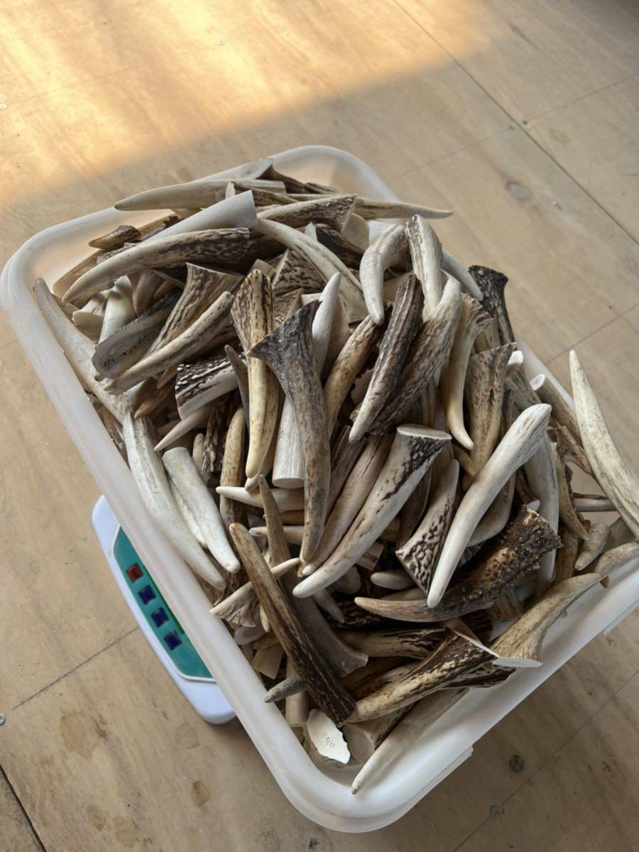 鹿の角 エゾシカ 鹿 角先 15kg けんか角 端材 アクセサリー 鹿の角 エゾシカ 鹿 角先 15kg けんか角 端材 アクセサリー