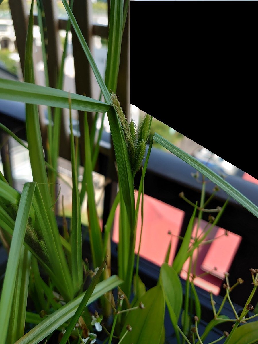 【送料出品者負担】クグスゲ3株　日本の希少水辺植物　屋外栽培越冬株（2023年実生）　メダカ　池　ビオトープに_画像2