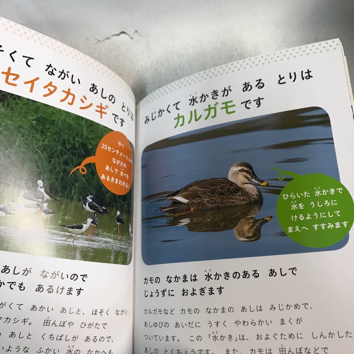 【3S34-061】送料無料 鳥のふしぎ 全3巻 理論社_画像7