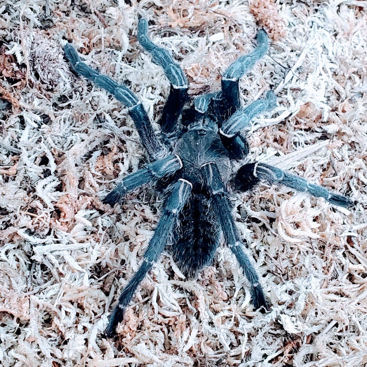 タランチュラ タイ北部産 ビッグブラックヤング Cyriopagopus sp. big black 画像個体！Ｎｏ．１５_画像4