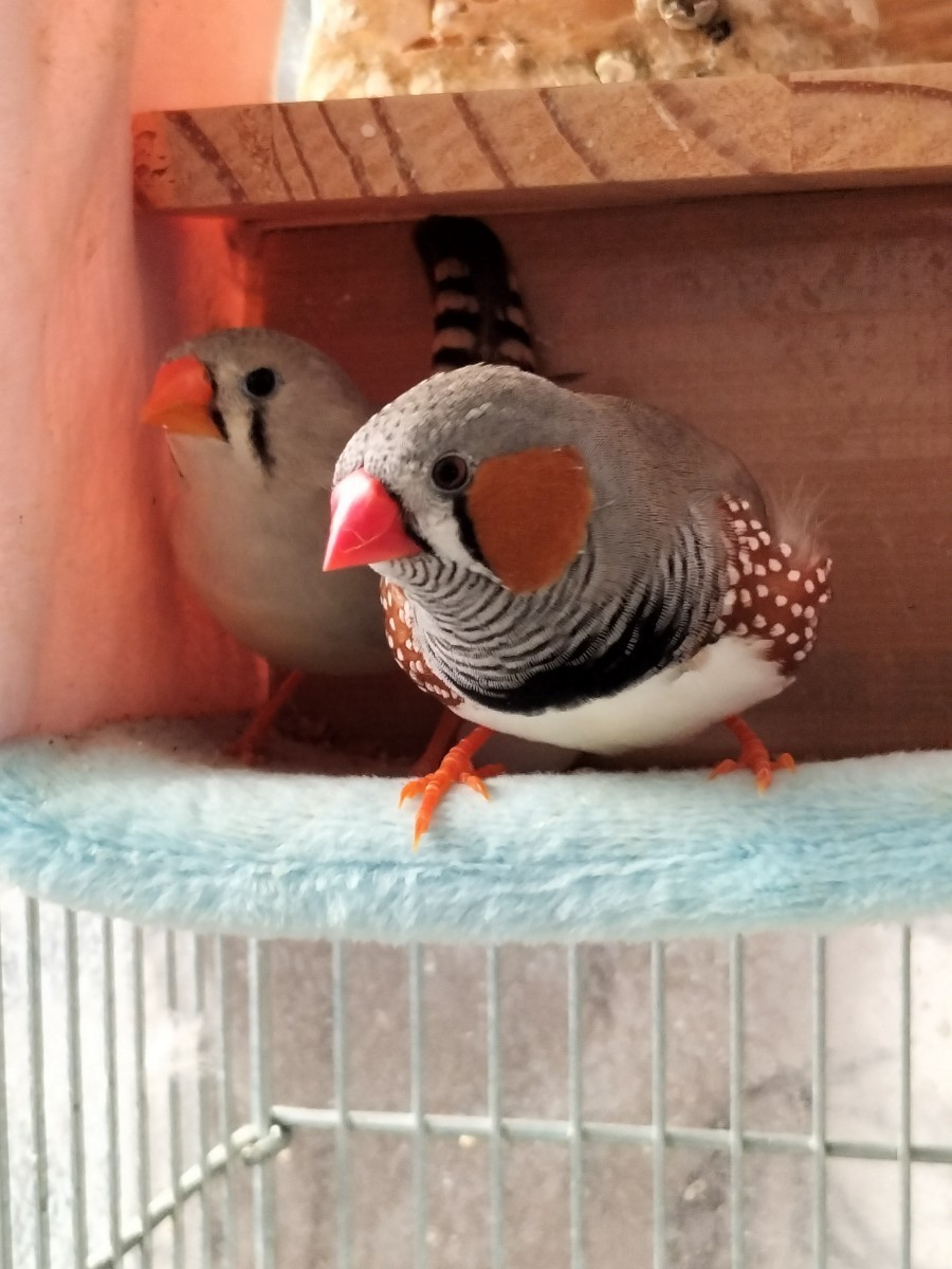 錦花鳥　キンカチョウ　有精卵　3個　放し飼い夫婦　食用卵_画像1