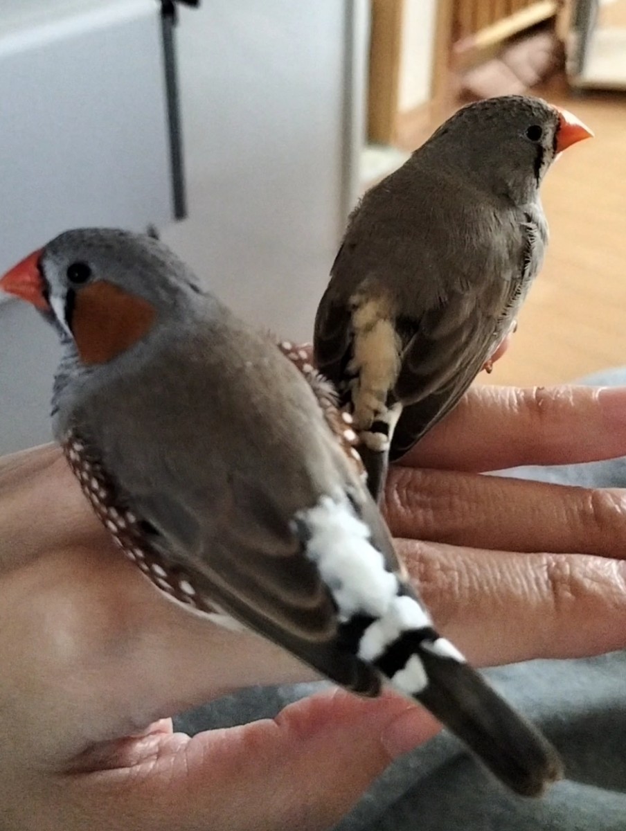 錦花鳥　キンカチョウ　有精卵　3個　放し飼夫婦　食用卵_画像2