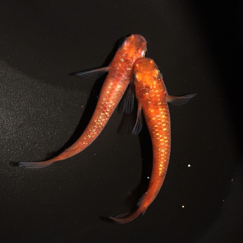 【minamo】現物 赤ラメワイドフィン（紅華ワイドフィン系統）若魚（１ペア）小野めだか様ご本人ブリード個体 AW-04_画像5