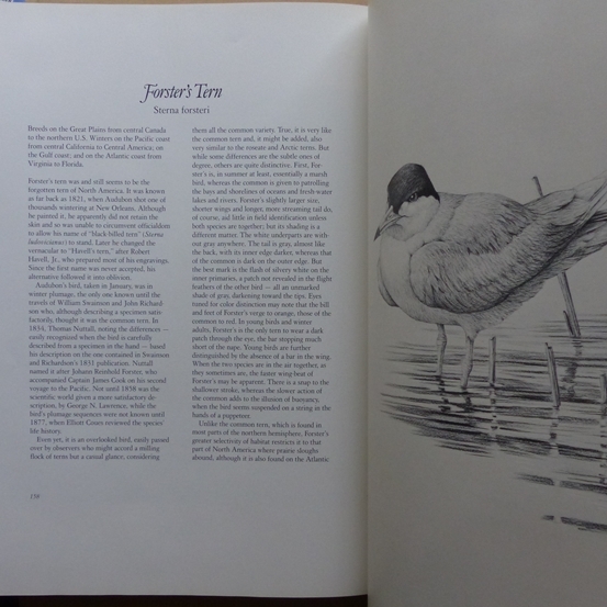 North American Marsh Birds Gary Low、William Mansell(著) 　洋書 古本_画像8