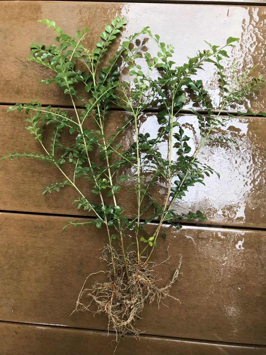  fraxinus griffithii pulling out seedling 20cm~30cm×5ps.