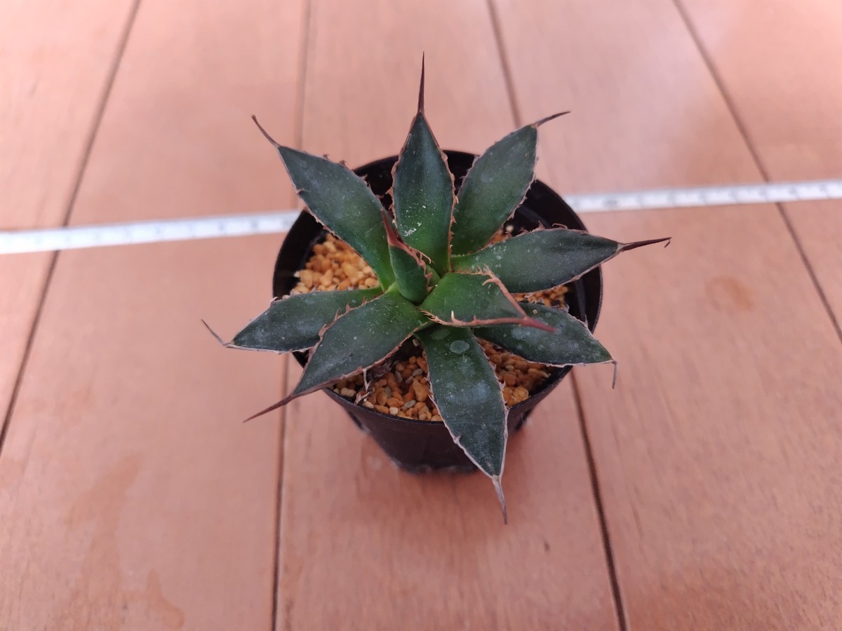 アガベ ホリダ 陽炎 Agave horrida 1株の画像1