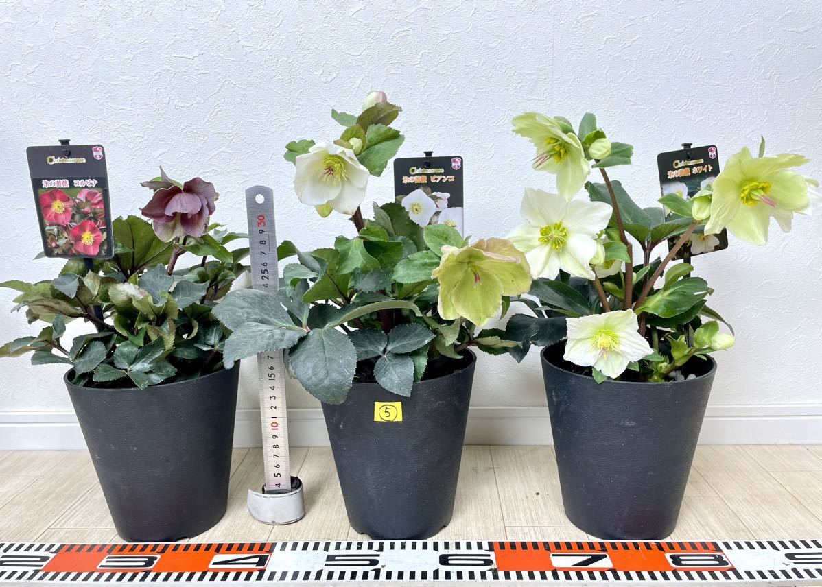 5.クリスマスローズ 氷の薔薇 MIX 6鉢セット 5号 送料無料 5.クリスマスローズ 氷の薔薇 MIX 6鉢セット 5号 送料無料
