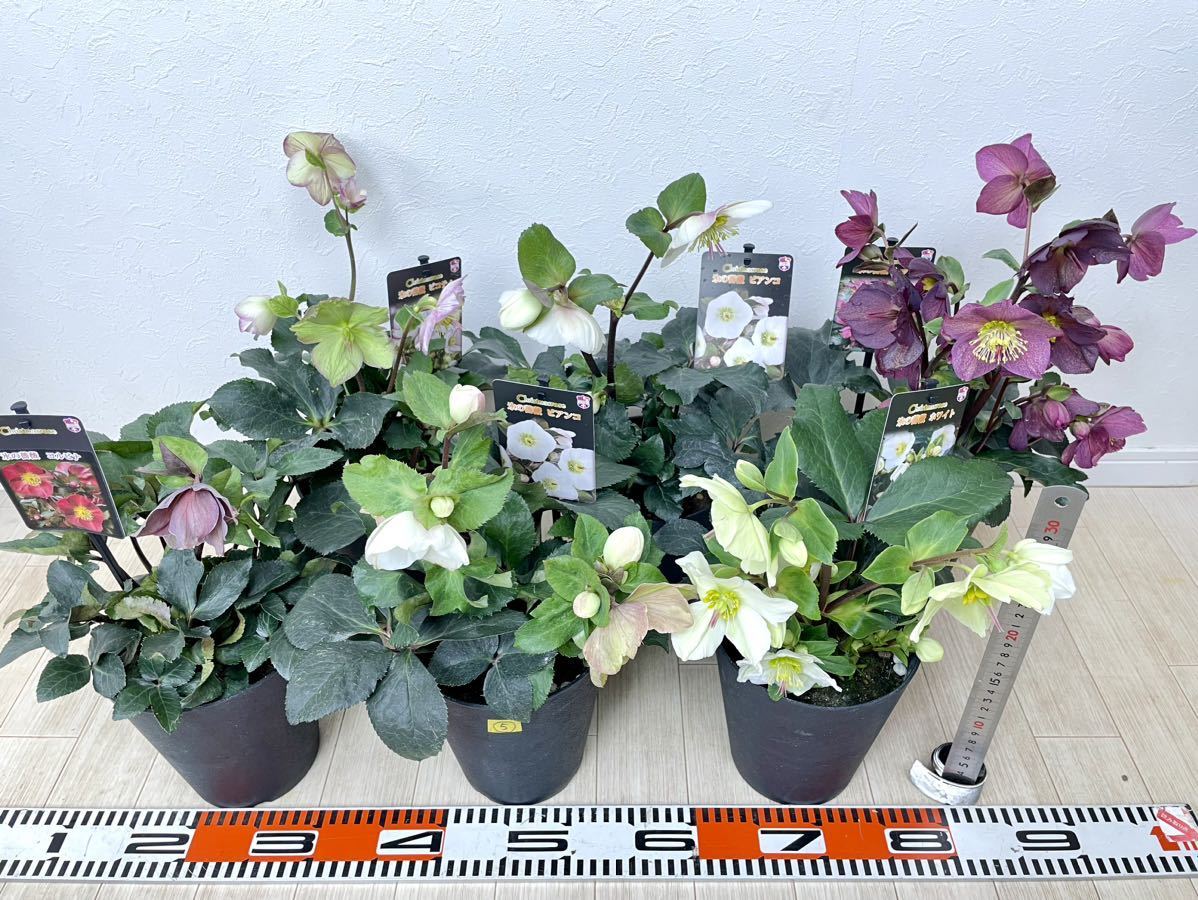 5.クリスマスローズ 氷の薔薇 MIX 6鉢セット 5号 送料無料 5.クリスマスローズ 氷の薔薇 MIX 6鉢セット 5号 送料無料