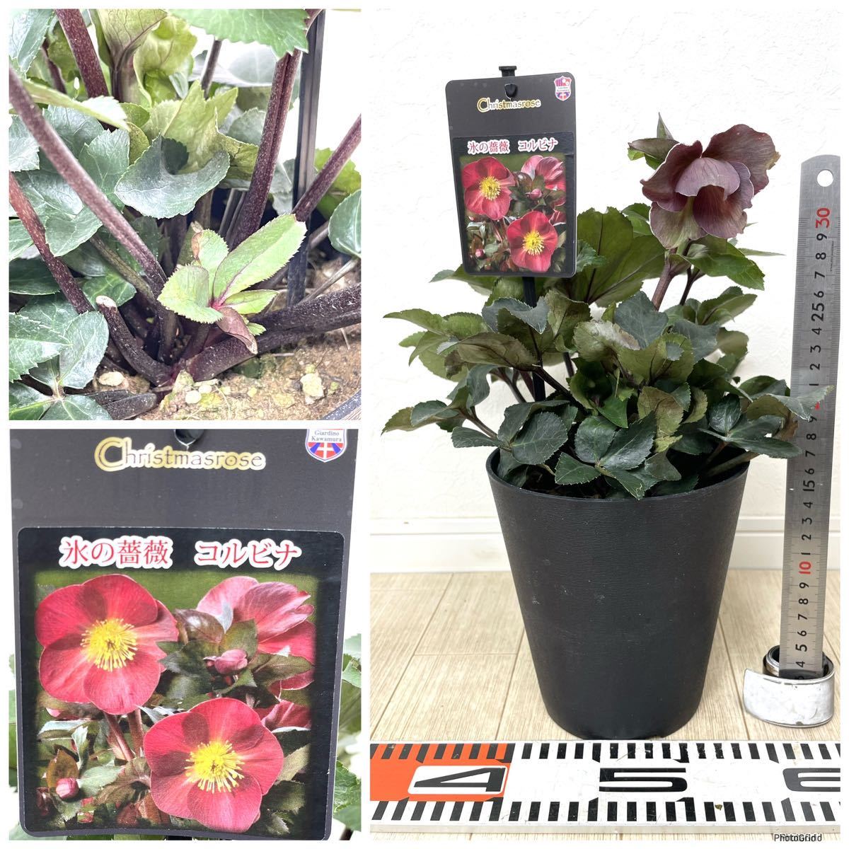 5.クリスマスローズ 氷の薔薇 MIX 6鉢セット 5号 送料無料 5.クリスマスローズ 氷の薔薇 MIX 6鉢セット 5号 送料無料
