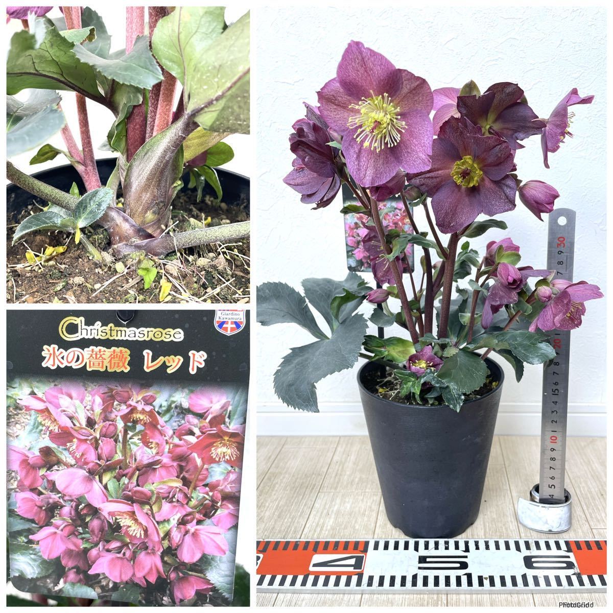 5.クリスマスローズ 氷の薔薇 MIX 6鉢セット 5号 送料無料 5.クリスマスローズ 氷の薔薇 MIX 6鉢セット 5号 送料無料
