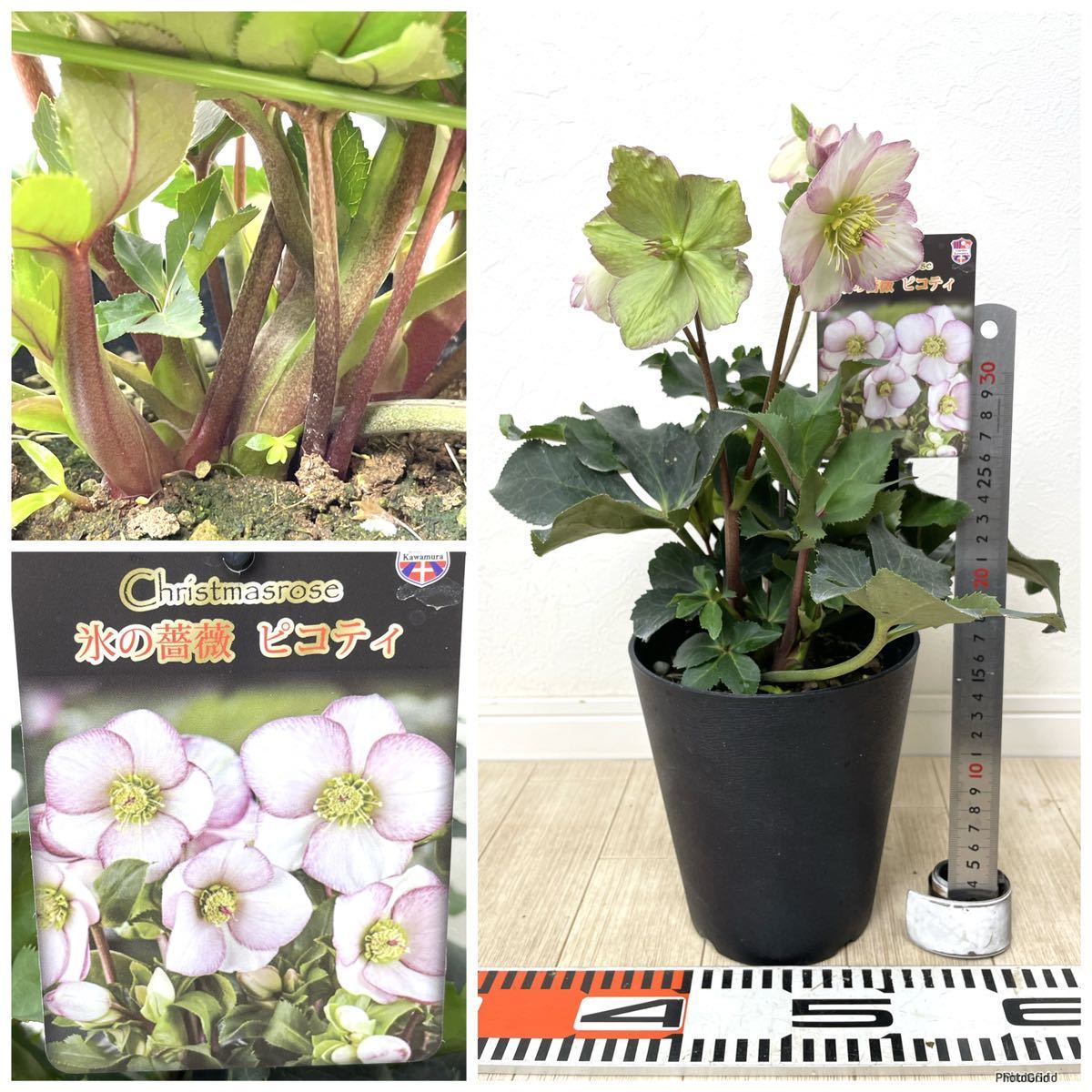 5.クリスマスローズ 氷の薔薇 MIX 6鉢セット 5号 送料無料 5.クリスマスローズ 氷の薔薇 MIX 6鉢セット 5号 送料無料