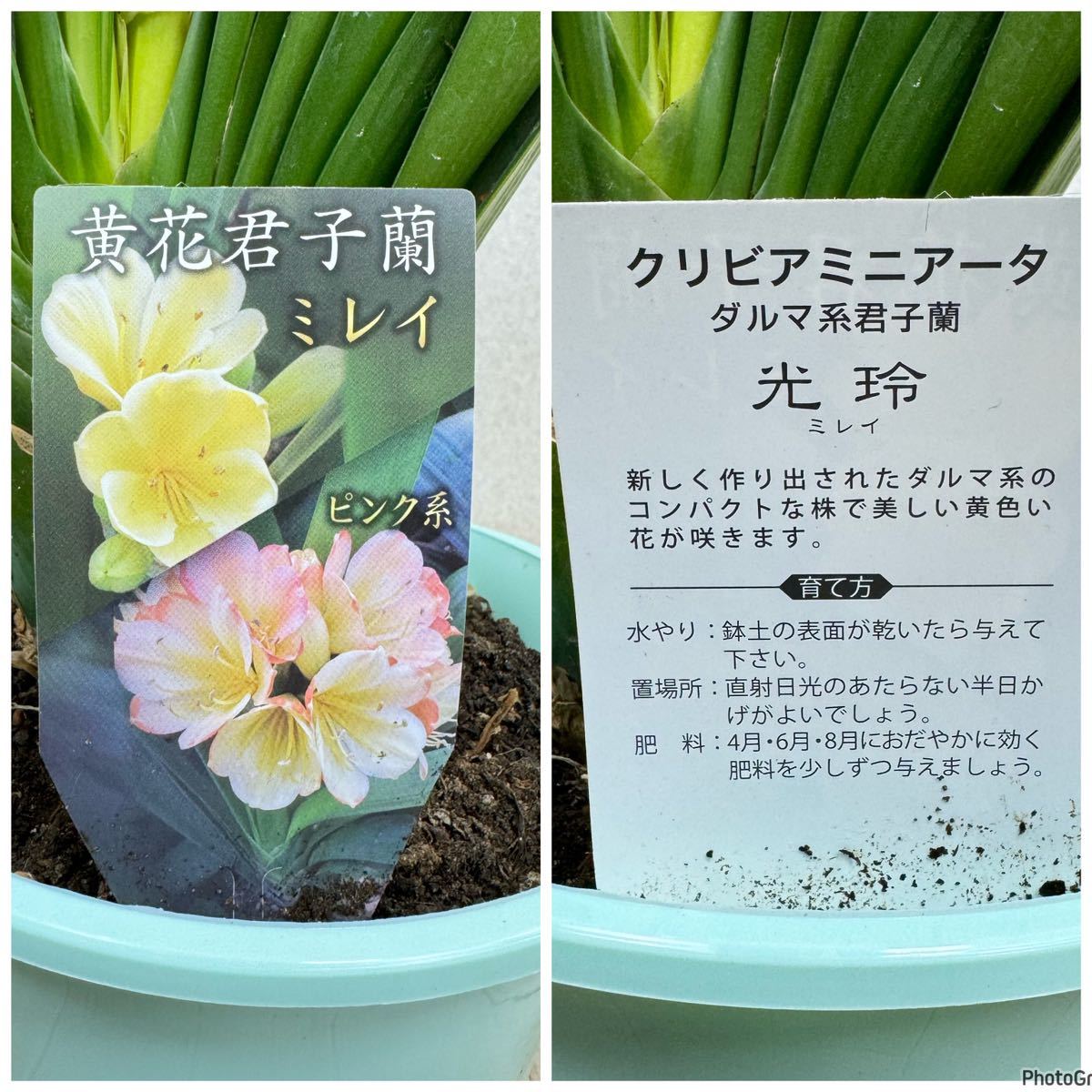 黄花君子蘭 クンシラン ''光玲 ミレイ” (大) 5号鉢 5鉢セット 黄花君子蘭 クンシラン ''光玲 ミレイ” (大) 5号鉢 5鉢セット