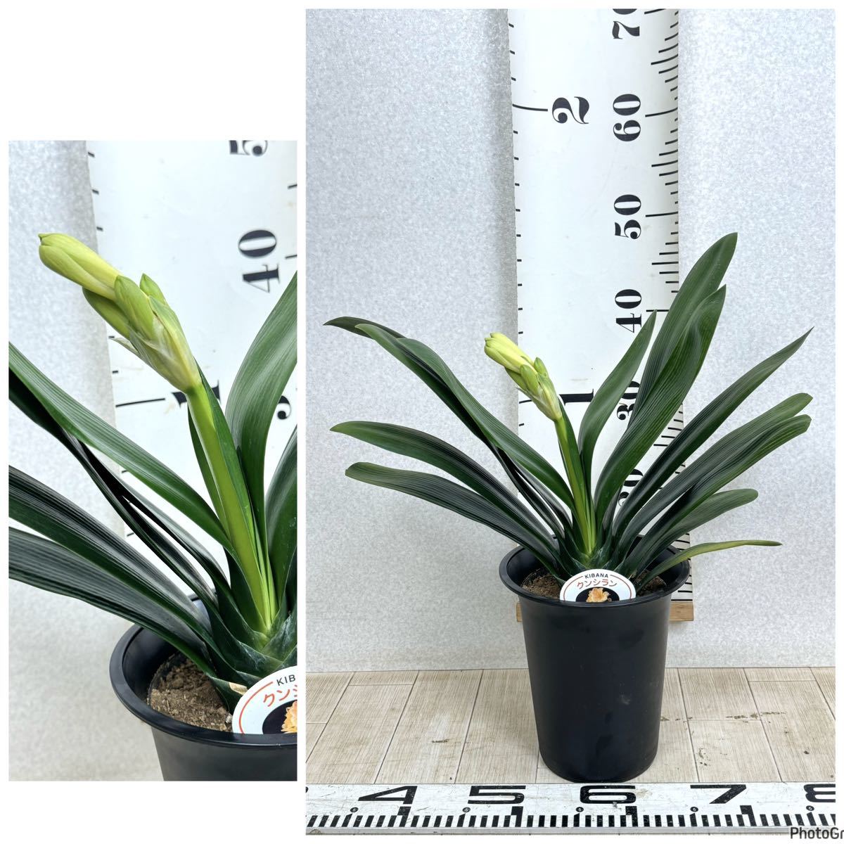 黄花君子蘭 クンシラン 5号鉢 5鉢セット 現品販売 送料無料 黄花君子蘭 クンシラン 5号鉢 5鉢セット 現品販売 送料無料