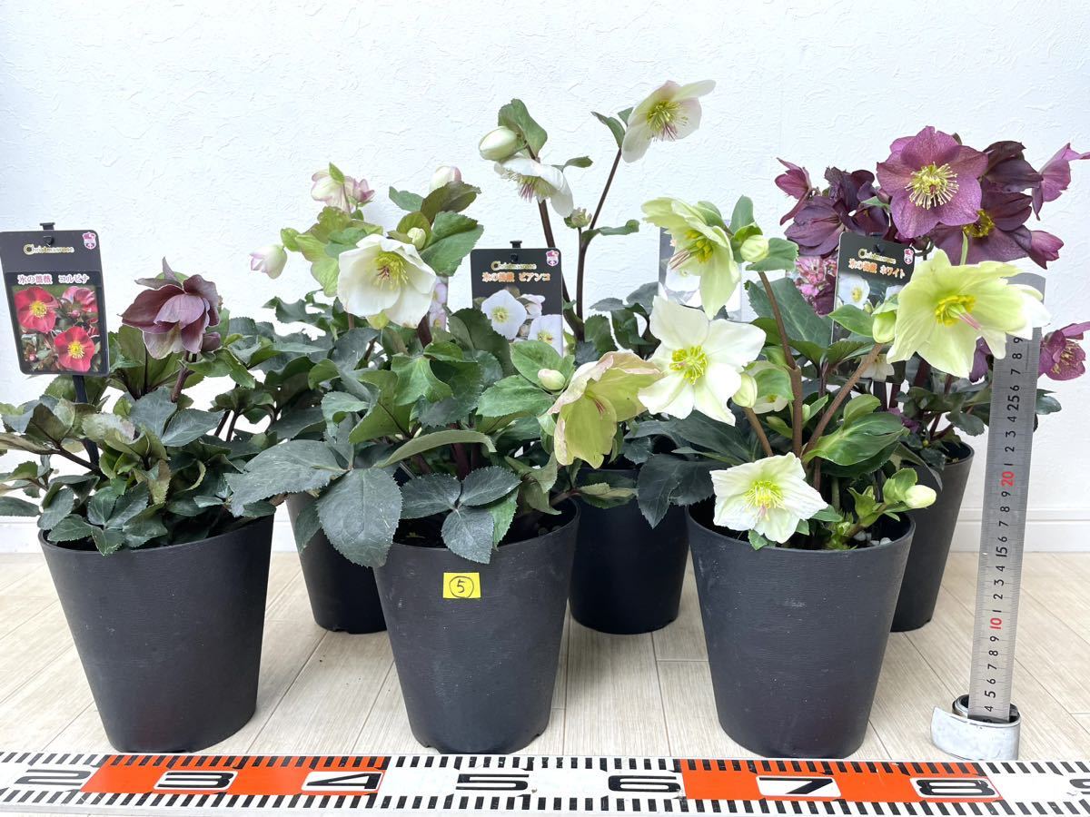 5.クリスマスローズ 氷の薔薇 MIX 6鉢セット 5号 送料無料 5.クリスマスローズ 氷の薔薇 MIX 6鉢セット 5号 送料無料