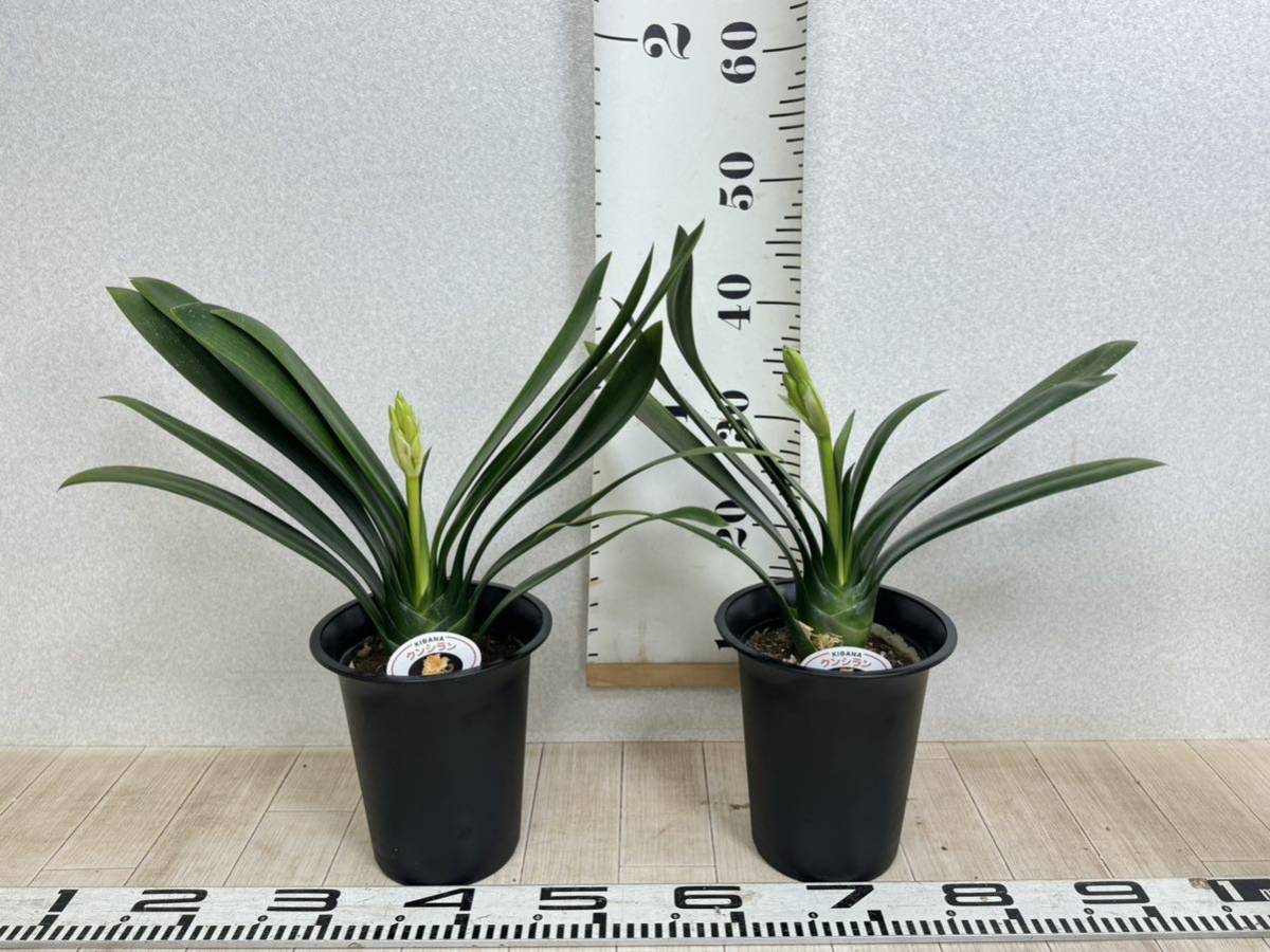 黄花君子蘭 クンシラン 5号鉢 5鉢セット 現品販売 送料無料 黄花君子蘭 クンシラン 5号鉢 5鉢セット 現品販売 送料無料