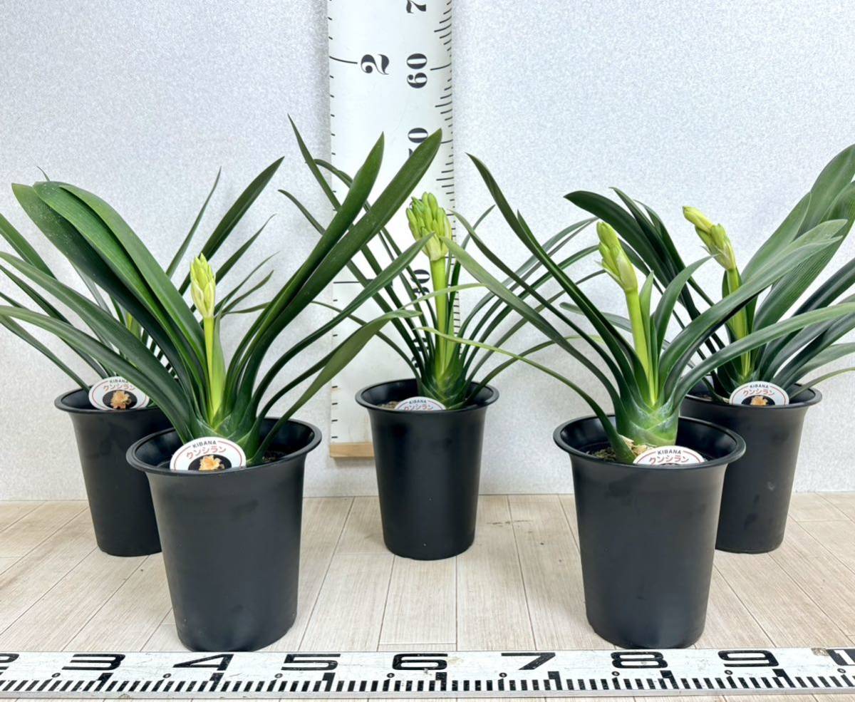 黄花君子蘭 クンシラン 5号鉢 5鉢セット 現品販売 送料無料 黄花君子蘭 クンシラン 5号鉢 5鉢セット 現品販売 送料無料