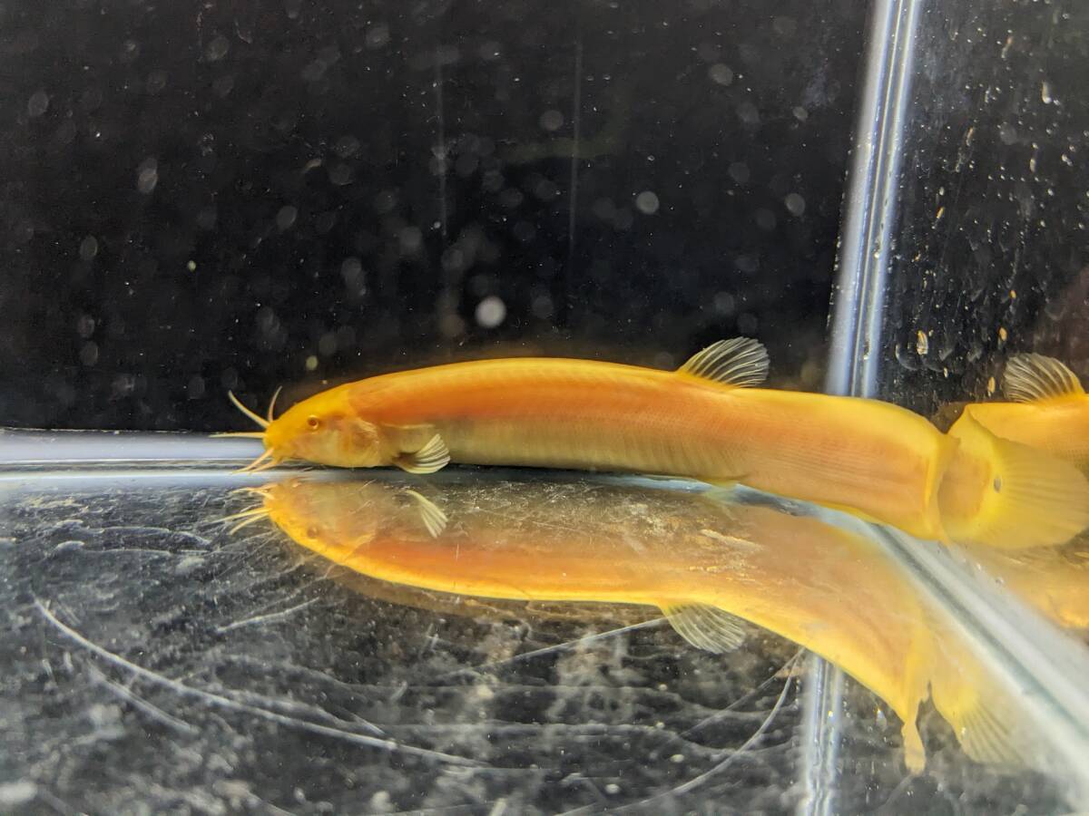 PURE☆淡水魚 即決！ 1点もの！アルビノドジョウ 約1７cm　超特大！ このサイズ感は中々出回らないのでお急ぎください！_画像3