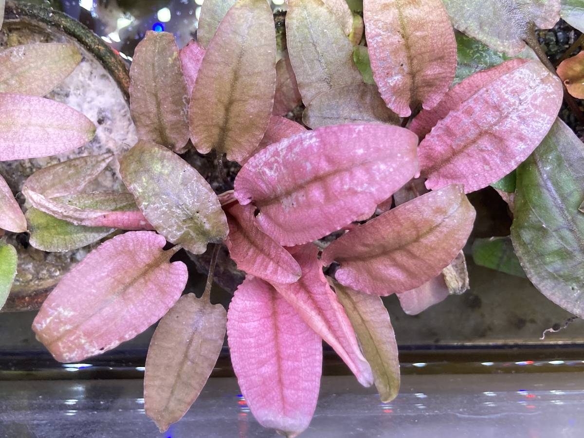 PURE water plants * great special price sale * Cryptocoryne flamingo half water one stock!!