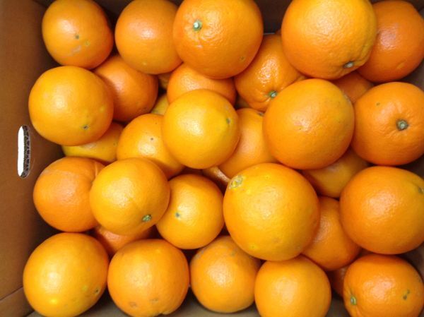 訳アリ　和歌山県産　ネーブルオレンジ　10キロ　小玉サイズ（Sサイズ）　ネーブル ご家庭用_画像4