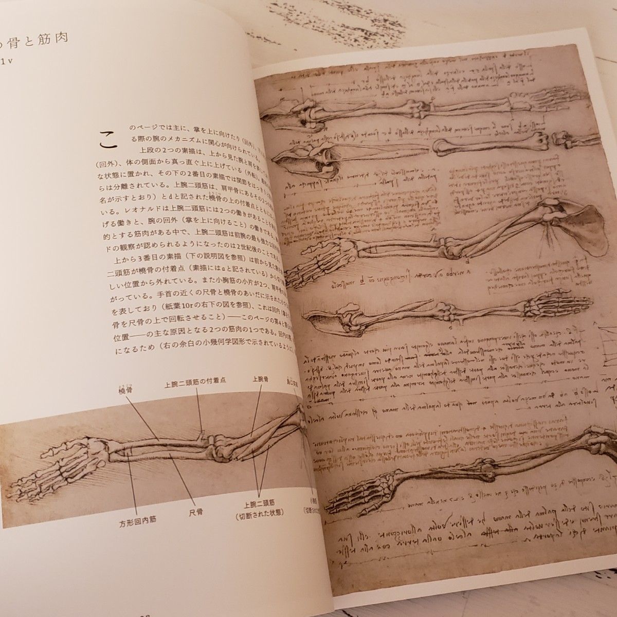 レオナルド・ダ・ヴィンチの「解剖手稿A」 人体の秘密にメスを入れた天才のデッサン イラスト アート 芸術